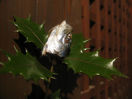 Файл:Setsbun.jpg