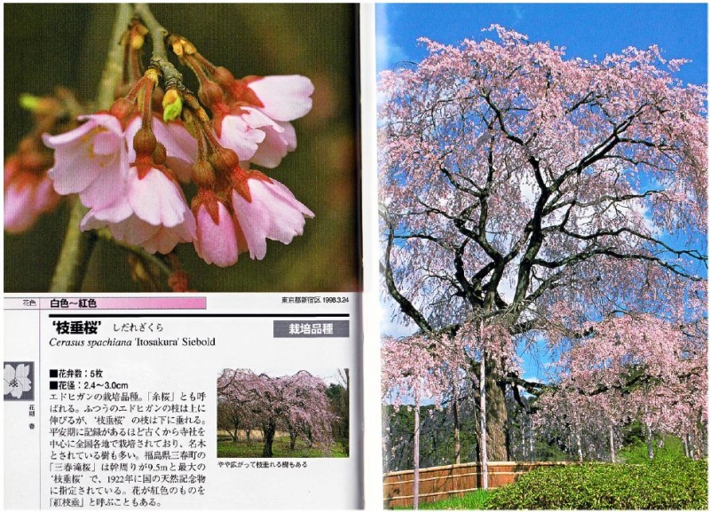 Файл:Itosakura.jpg