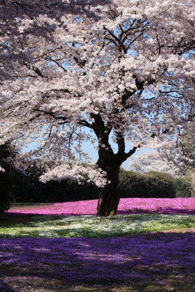 Файл:Sakura & moss pink.jpg